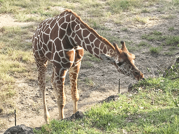 到津の森公園にいるアミメキリンの画像