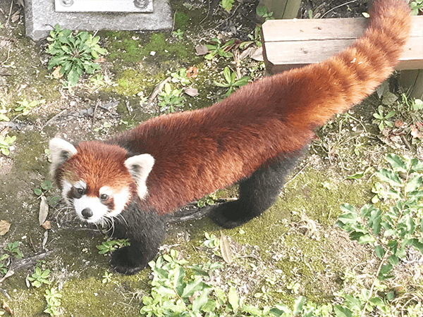 到津の森公園にいるレッサーパンダの画像