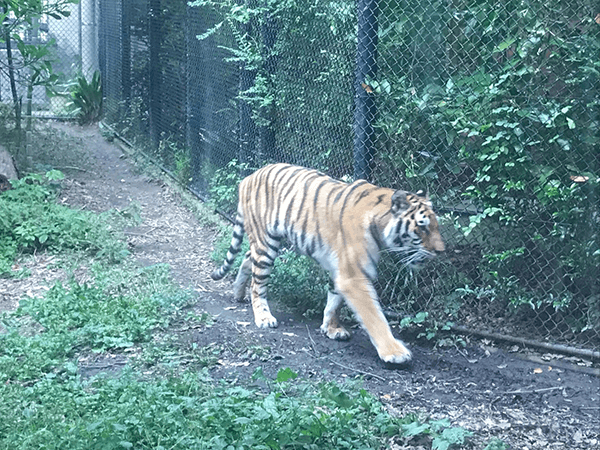到津の森公園にいるアムールトラの画像