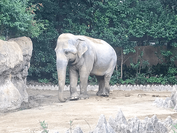 到津の森公園にいるセイロンゾウの画像