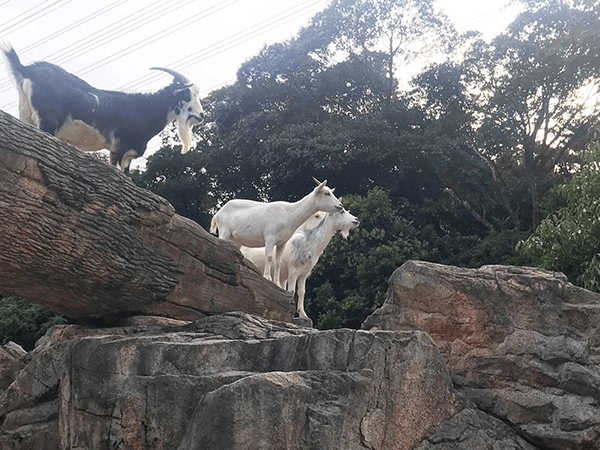 到津の森公園にいるヤギの画像