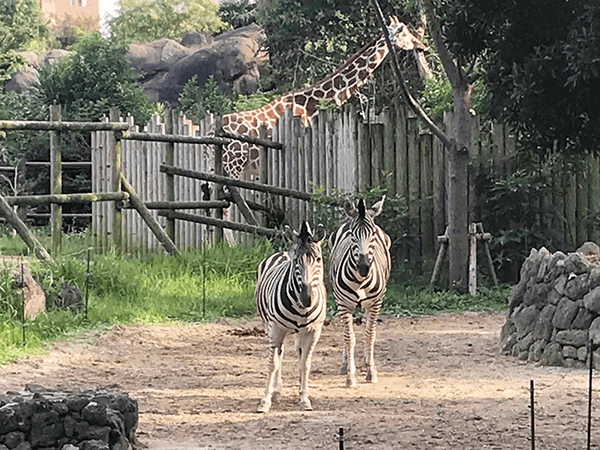 到津の森公園にいるチャップマンシマウマの画像